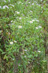 Purplestem aster